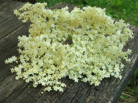 Agneszka - Bodzavirág, Ízporta