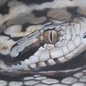 Vipera portré, Képzőművészet , Festmény, Olajfestmény, Festészet, Olajfestményem Magyarország egyik ritka állatfaját ábrázolja, a rákosi viperát. Állatbarátoknak, ter..., Meska