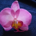 phalaenosis (lepke) orchidea virág rózsaszín, Dekoráció, Otthon, lakberendezés, Dísz, Kaspó, virágtartó, váza, korsó, cserép, , Meska