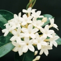 Édes kis semmiség - stephanotis virágos nyári koszorú, Esküvő, Mindenmás, Otthon, lakberendezés, Dekoráció, Virágkötés, Mindenmás, Apró, mindössze 17 cm átmérőjű ajtódíszt készítettem, telis-tele stephanotis virággal, zöld selyemme..., Meska