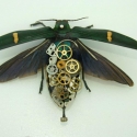 Steampunk keretezett bogár, Férfiaknak, Dekoráció, Mindenmás, Dísz, Mindenmás, Teljesen egyedi saját készítésű steampunk stílusú bogár. Teljesen egyedi, ilyet általában, csak kiál..., Meska