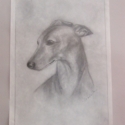 Angol agár, Dekoráció, Képzőművészet , Kép, Grafika, Grafitrajz mérete: 21x29,5 cm,üvegkerettel együtt:30x40 cm, Meska