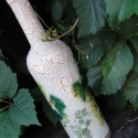 Borosüveg, Dekoráció, Férfiaknak, Konyhafelszerelés, Otthon, lakberendezés, Decoupage, szalvétatechnika, Repesztett technikával készített borosüveg, pecsétes dugóval, igényeseknek.

Mérete: 0,75 l-s.

..., Meska