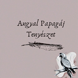 AngyalPapagaj