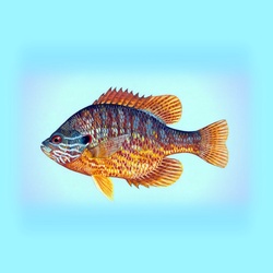 Naphal