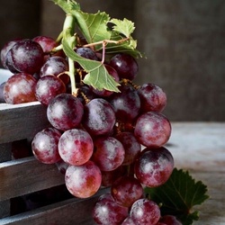 Kicsipocok Kicsipocok