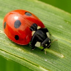 Barata