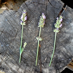 Lavenderhome Lavenderhome