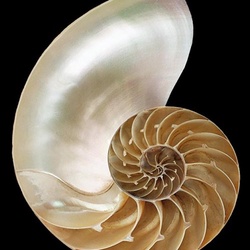 Nautilus Nautilus