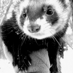 Nikozia Nikozia