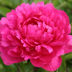 Paeonia