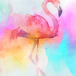 Pinkflamingo Pinkflamingo