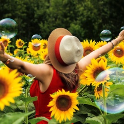 Sunflower1 Sunflower1
