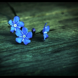 paleblueflower paleblueflower