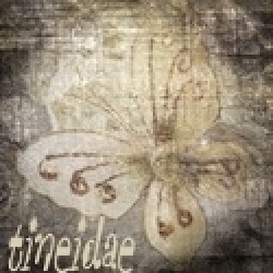 tineidae tineidae