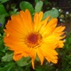NaturArt