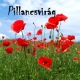 Pillancsvirag