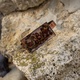 dorasjewelry