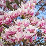 MagnoliaTunder