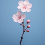 CherryBlossom93
