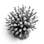 KorallGravir