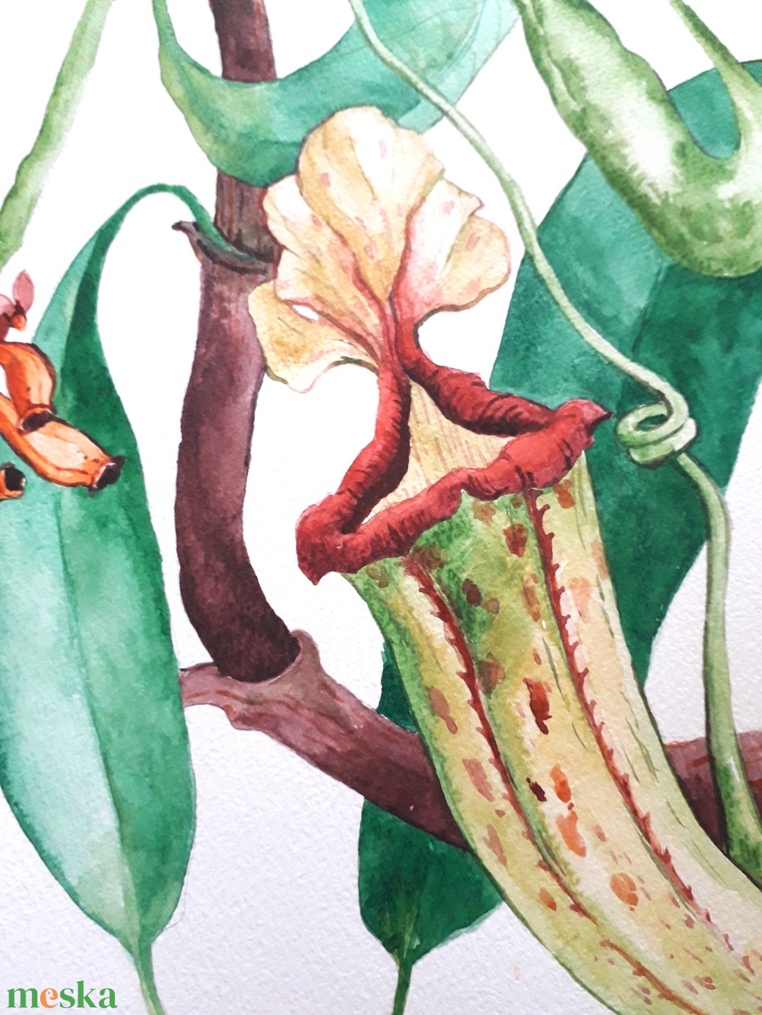 Botanikus kert. Kancsóvirág (Nepenthes) - művészet - festmény - akvarell - Meska.hu Botanikus kert. Kancsóvirág (Nepenthes) - művészet - festmény - akvarell - Meska.hu