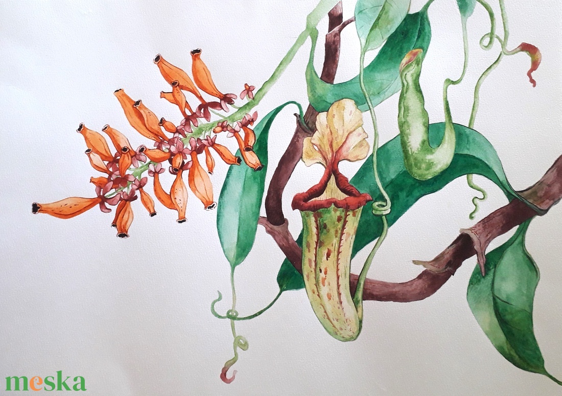 Botanikus kert. Kancsóvirág (Nepenthes) - művészet - festmény - akvarell - Meska.hu Botanikus kert. Kancsóvirág (Nepenthes) - művészet - festmény - akvarell - Meska.hu