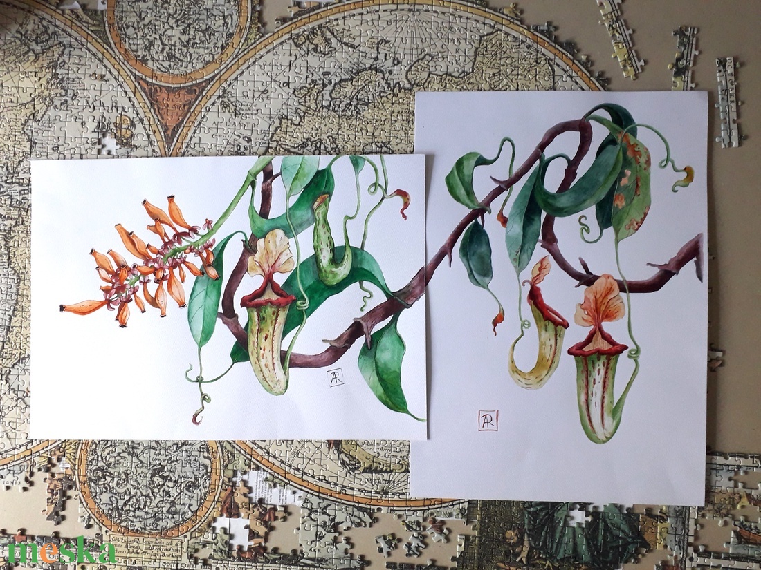 Botanikus kert. Kancsóvirág (Nepenthes) - művészet - festmény - akvarell - Meska.hu Botanikus kert. Kancsóvirág (Nepenthes) - művészet - festmény - akvarell - Meska.hu
