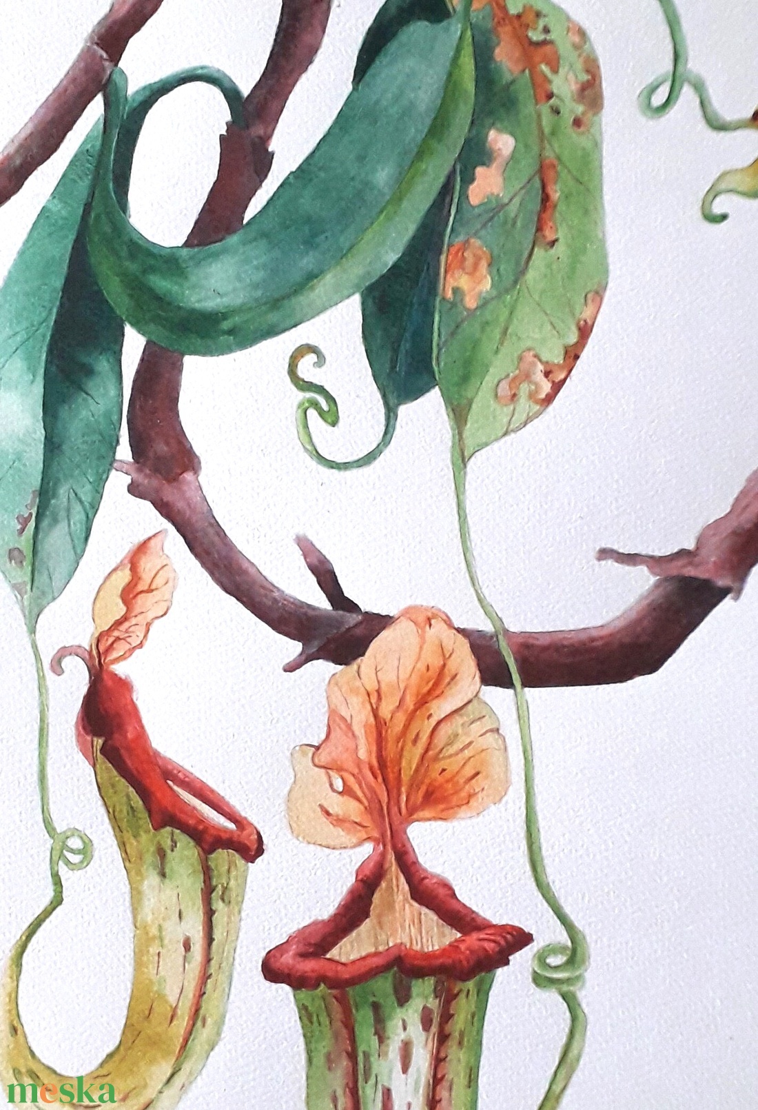 Botanikus kert. Kancsóvirág (Nepenthes) - művészet - festmény - akvarell - Meska.hu Botanikus kert. Kancsóvirág (Nepenthes) - művészet - festmény - akvarell - Meska.hu