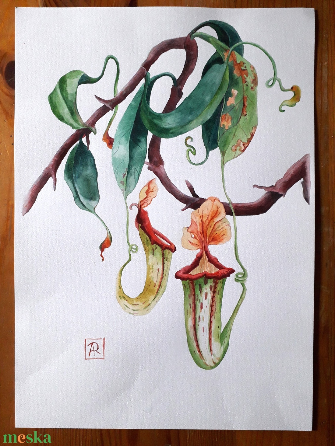 Botanikus kert. Kancsóvirág (Nepenthes) - művészet - festmény - akvarell - Meska.hu Botanikus kert. Kancsóvirág (Nepenthes) - művészet - festmény - akvarell - Meska.hu