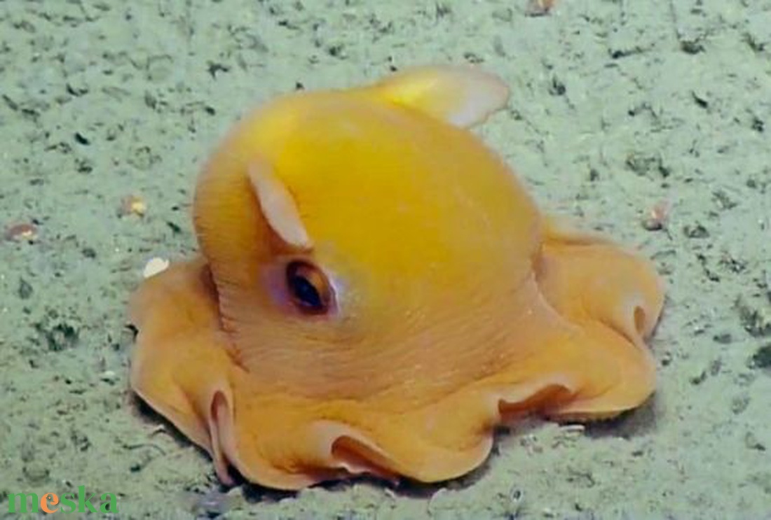 Okkersárga Bébi Polip Plüss, Grimpoteuthis azaz Dumbo Polip, Kedves Puha Fejlábú, Mélytengeri Alvósjáték - játék & sport - plüssállat & játékfigura - polip - Meska.hu Okkersárga Bébi Polip Plüss, Grimpoteuthis azaz Dumbo Polip, Kedves Puha Fejlábú, Mélytengeri Alvósjáték - játék & sport - plüssállat & játékfigura - polip - Meska.hu