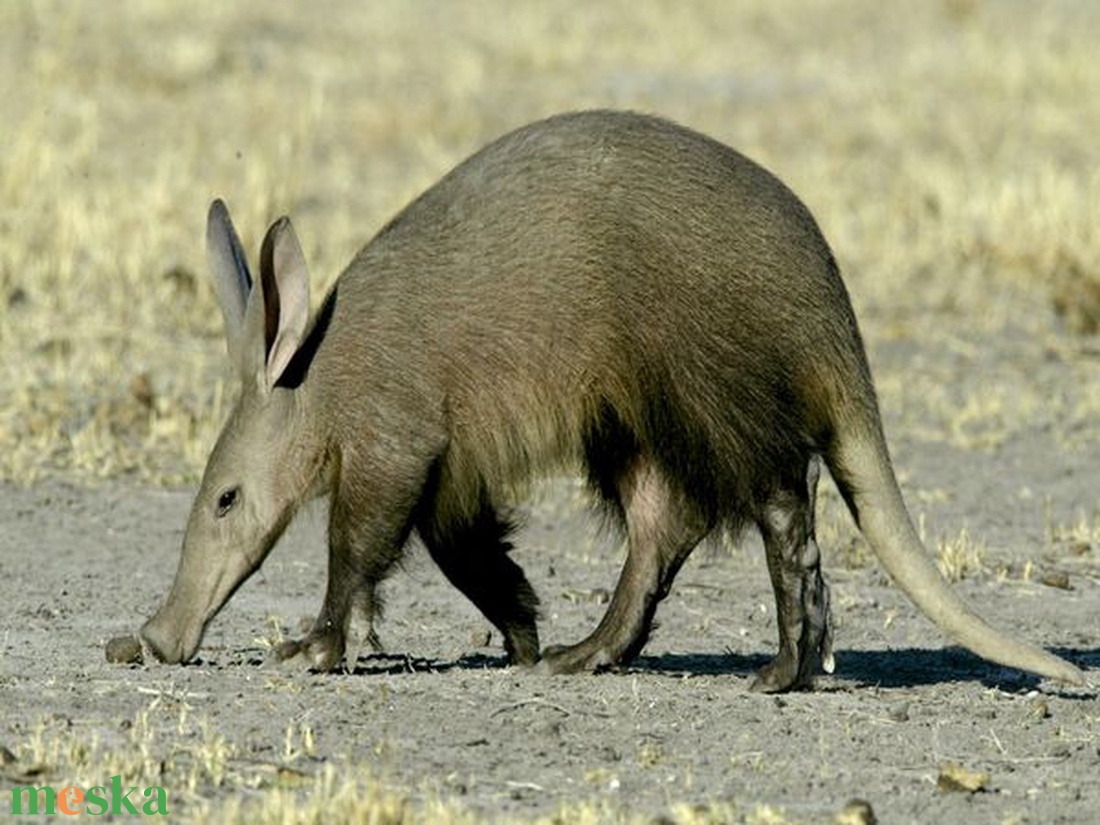 Plüss Földimalac, Hangyaevő Afrikai Vadállat, Az Angol Szótárak Első Szava, Azaz Aardvark - játék & sport - plüssállat & játékfigura - más figura - Meska.hu