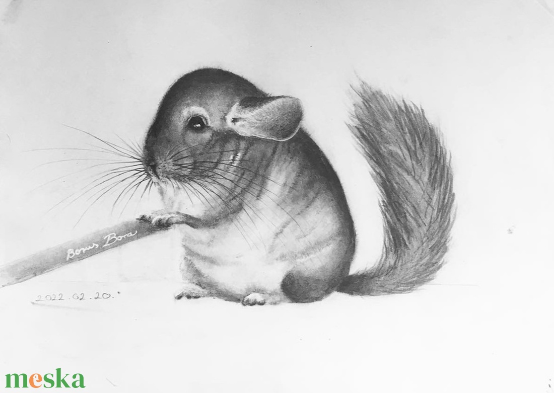 Csincsilla rajz - művészet - grafika & illusztráció - ceruzarajz - Meska.hu Csincsilla rajz - művészet - grafika & illusztráció - ceruzarajz - Meska.hu