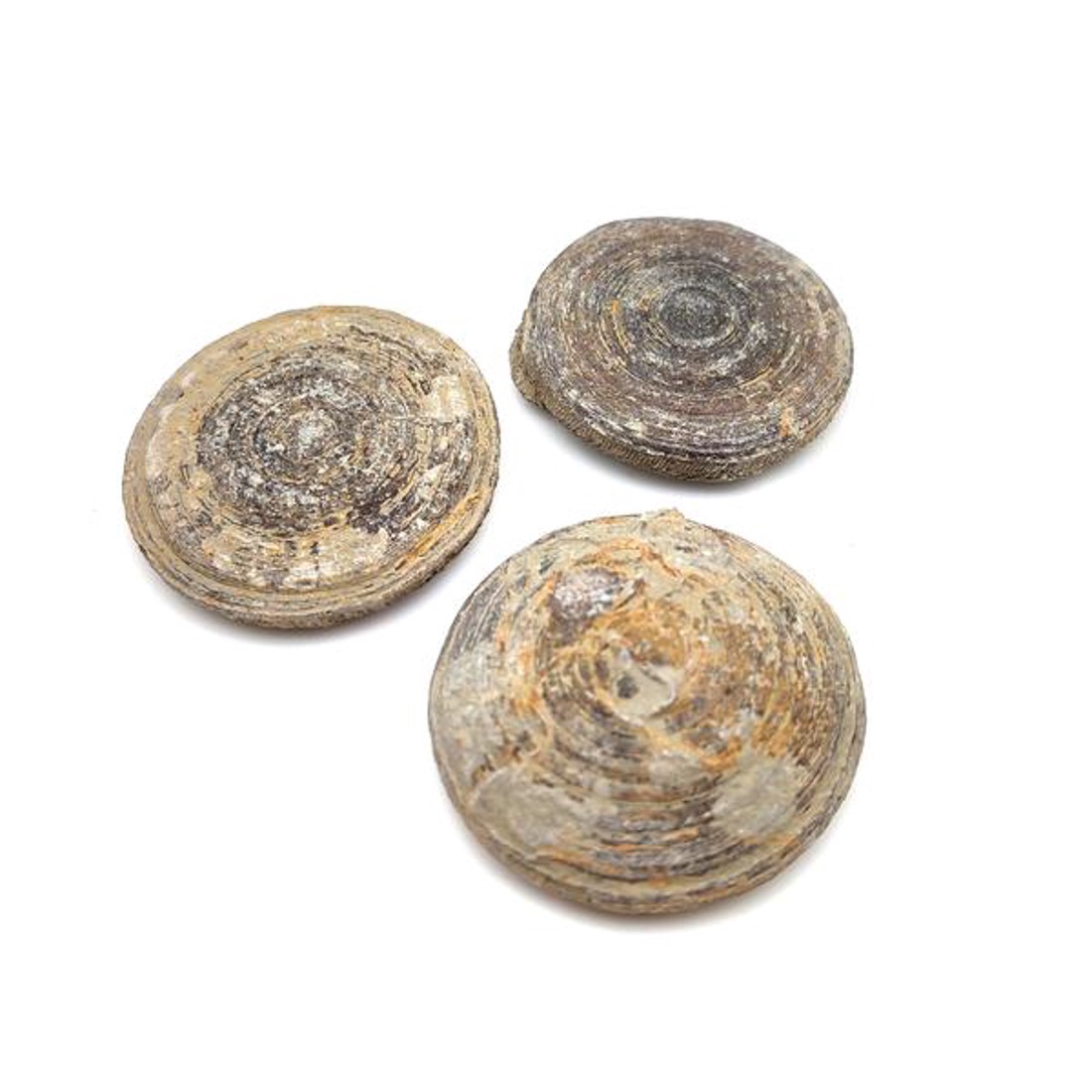 Cyclolites korall marokkói sárga fosszilis ásvány ritka gyűjtői darab - kellékek & szerszámok - ásvány alapanyag - Meska.hu