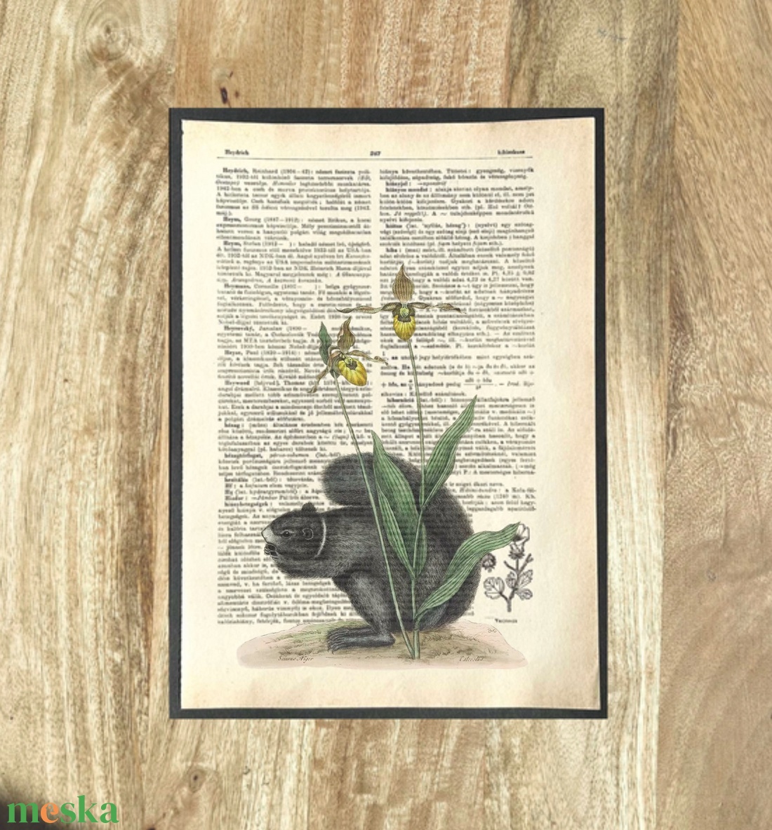 Mókus orhidea, kép, könyv, könyvlap, lexikon lapon - otthon & életmód - dekoráció - kép & falikép - poszter - Meska.hu