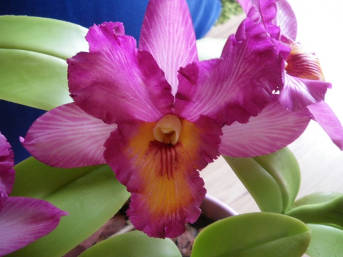rózsaszín cattleya - agyag orchidea  -  - Meska.hu