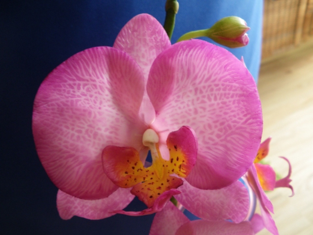 rózsaszín agyag orchidea - phalaenopsis -  - Meska.hu