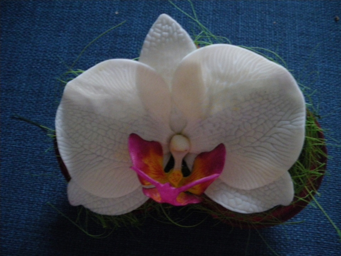 phalaenosis (lepke) orchidea virág termésben - fehér -  - Meska.hu
