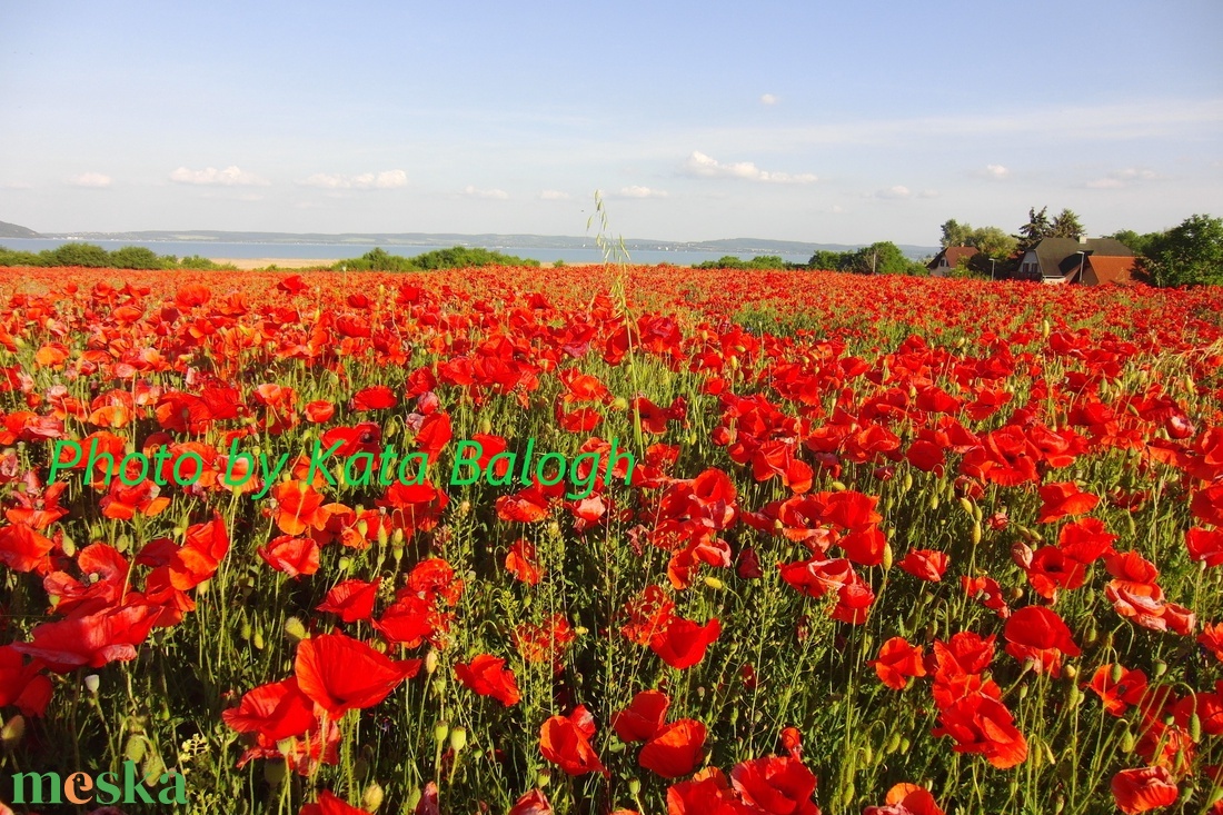 Pipacsmező a Balatonnál - fotó/poszter/falidísz - anyák napi virágözön - művészet - fotográfia - tájkép - Meska.hu