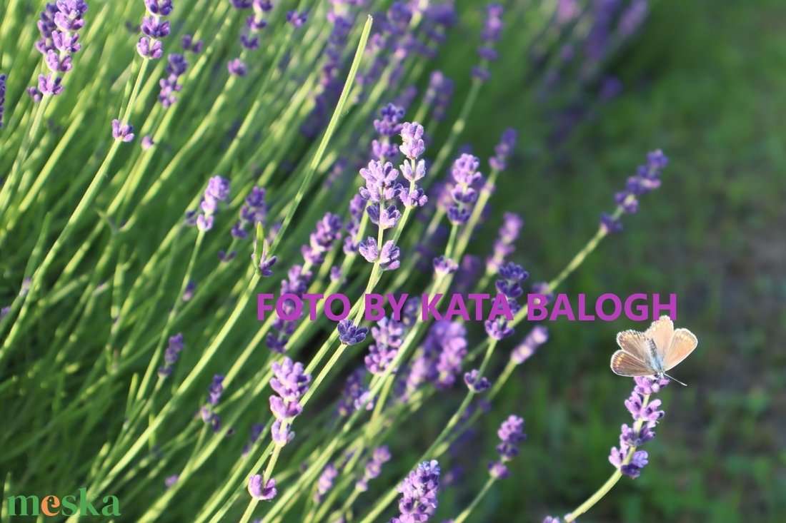 Levendula pillangóval - vászonkép - művészet - fotográfia - tájkép - Meska.hu Levendula pillangóval - vászonkép - művészet - fotográfia - tájkép - Meska.hu