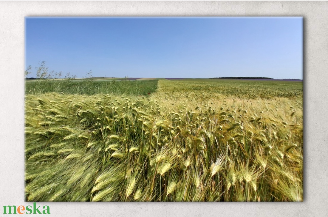 Búzamezős, bőséges, fényes élet(kép) - vászonkép - művészet - fotográfia - tájkép - Meska.hu Búzamezős, bőséges, fényes élet(kép) - vászonkép - művészet - fotográfia - tájkép - Meska.hu