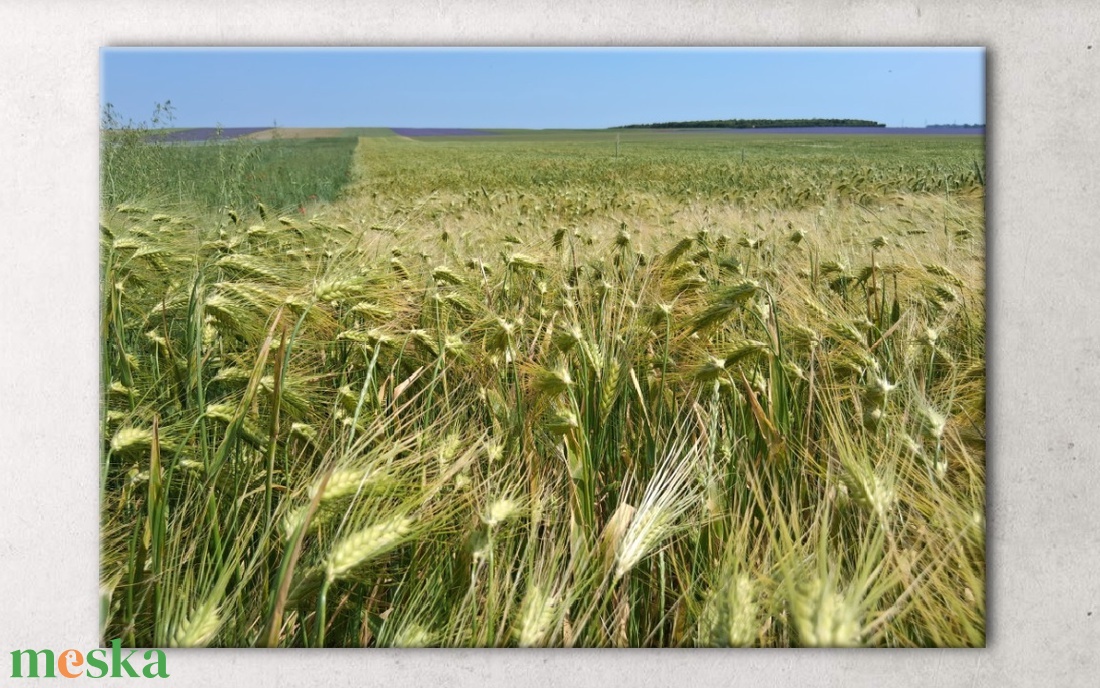 Búzamezős, bőséges, fényes élet(kép) - vászonkép - művészet - fotográfia - tájkép - Meska.hu Búzamezős, bőséges, fényes élet(kép) - vászonkép - művészet - fotográfia - tájkép - Meska.hu