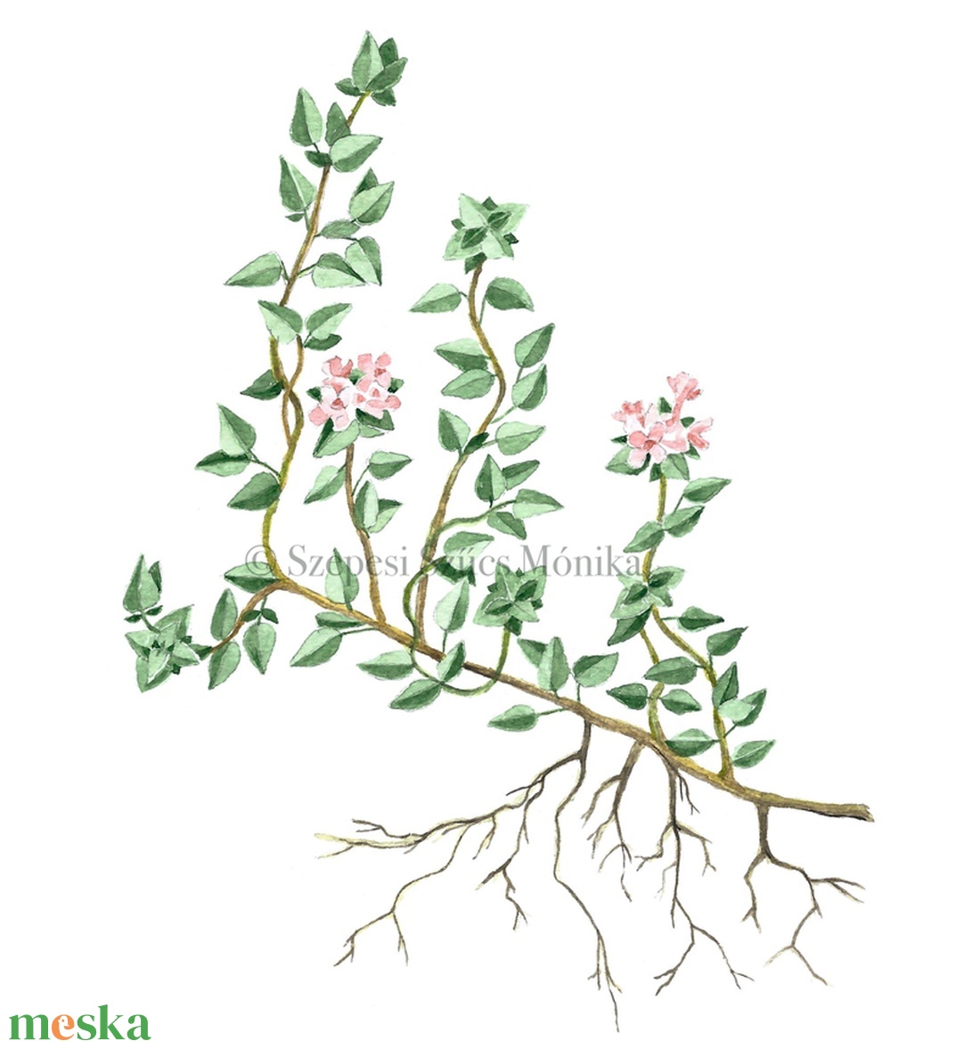 Kakukkfű - Print (Akvarell) - otthon & lakás - dekoráció - kép & falikép - művészi nyomat - Meska.hu Kakukkfű - Print (Akvarell) - otthon & lakás - dekoráció - kép & falikép - művészi nyomat - Meska.hu