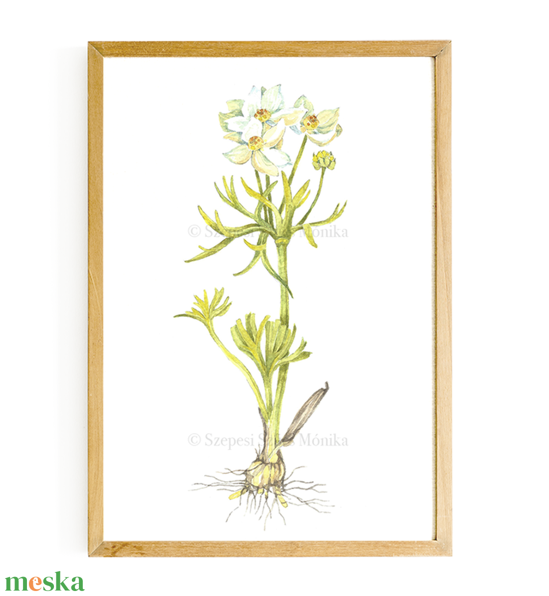 Nárciszlevelű szellőrózsa - Print (Akvarell) - otthon & életmód - dekoráció - kép & falikép - kép & falikép - Meska.hu