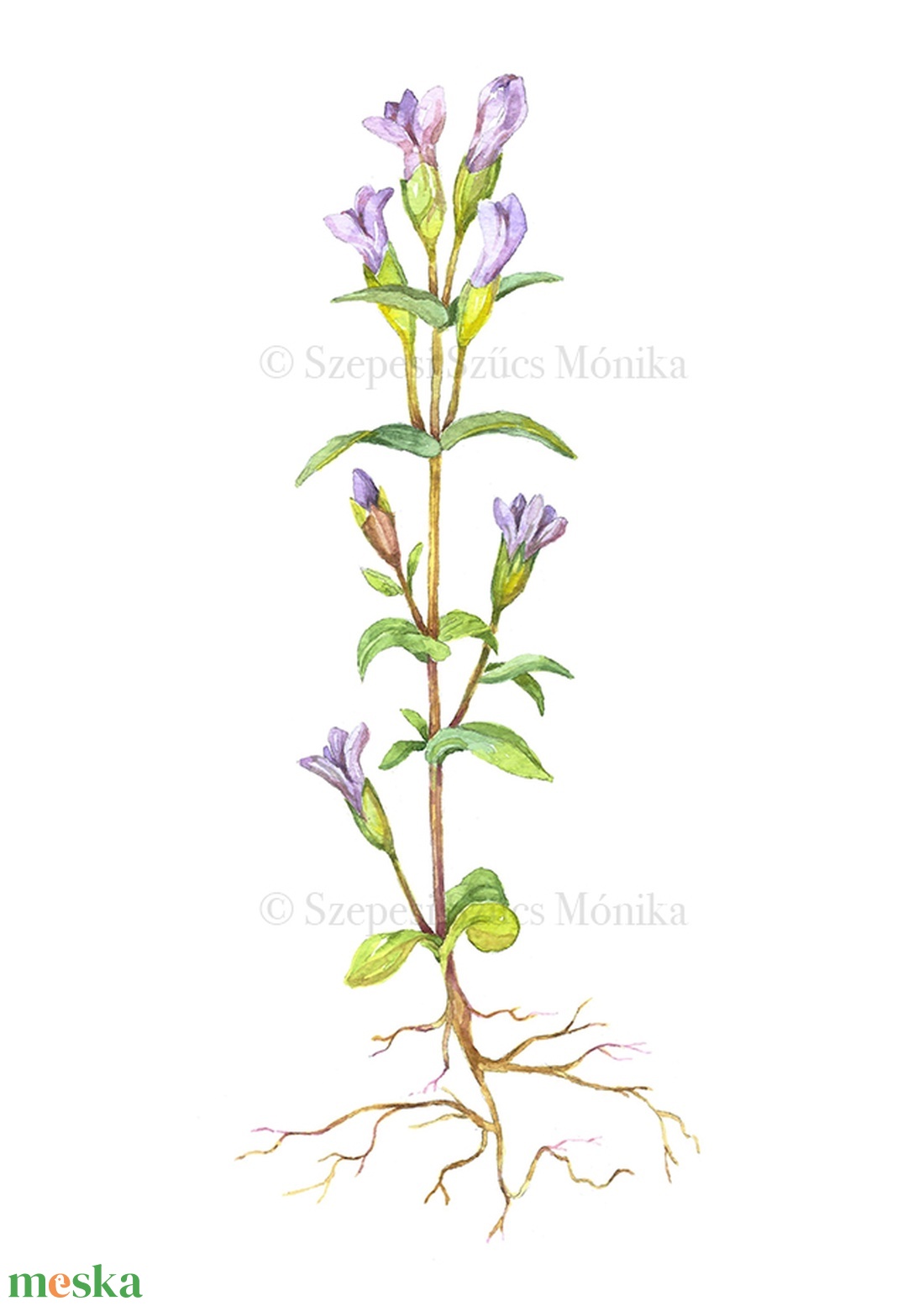 Mezei tárnicska - Print (Akvarell) - otthon & életmód - dekoráció - kép & falikép - kép & falikép - Meska.hu Mezei tárnicska - Print (Akvarell) - otthon & életmód - dekoráció - kép & falikép - kép & falikép - Meska.hu