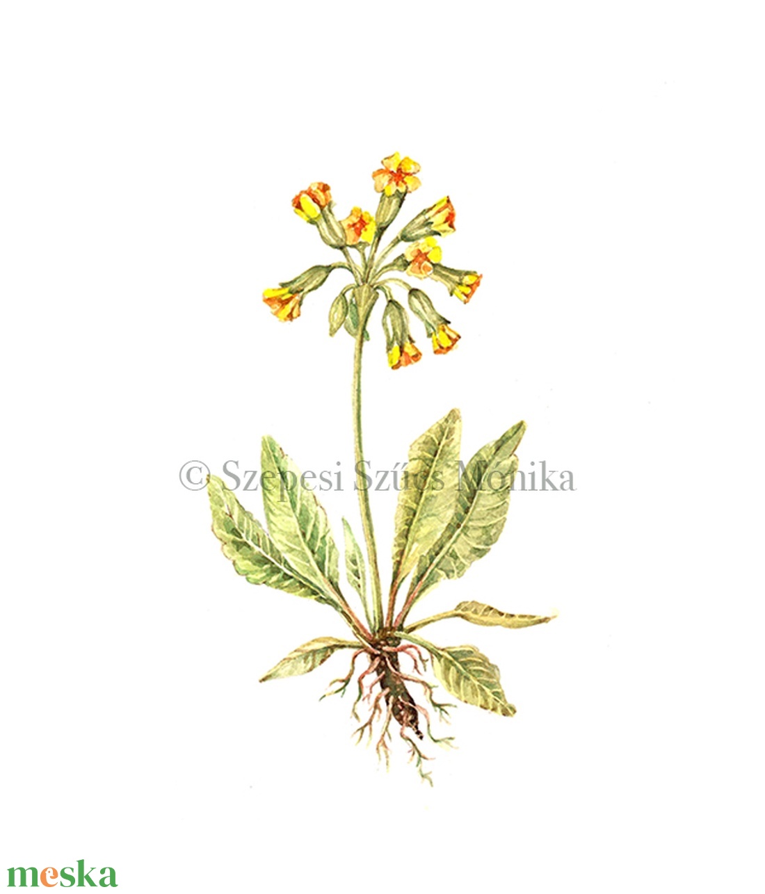 Tavaszi kankalin - Print (Akvarell) - otthon & életmód - dekoráció - kép & falikép - kép & falikép - Meska.hu