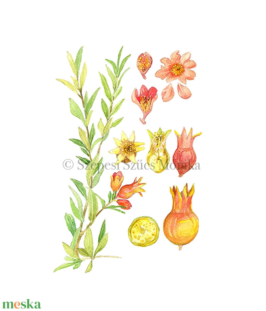 Gránátalma - Print (Akvarell) - otthon & életmód - dekoráció - kép & falikép - kép & falikép - Meska.hu Gránátalma - Print (Akvarell) - otthon & életmód - dekoráció - kép & falikép - kép & falikép - Meska.hu