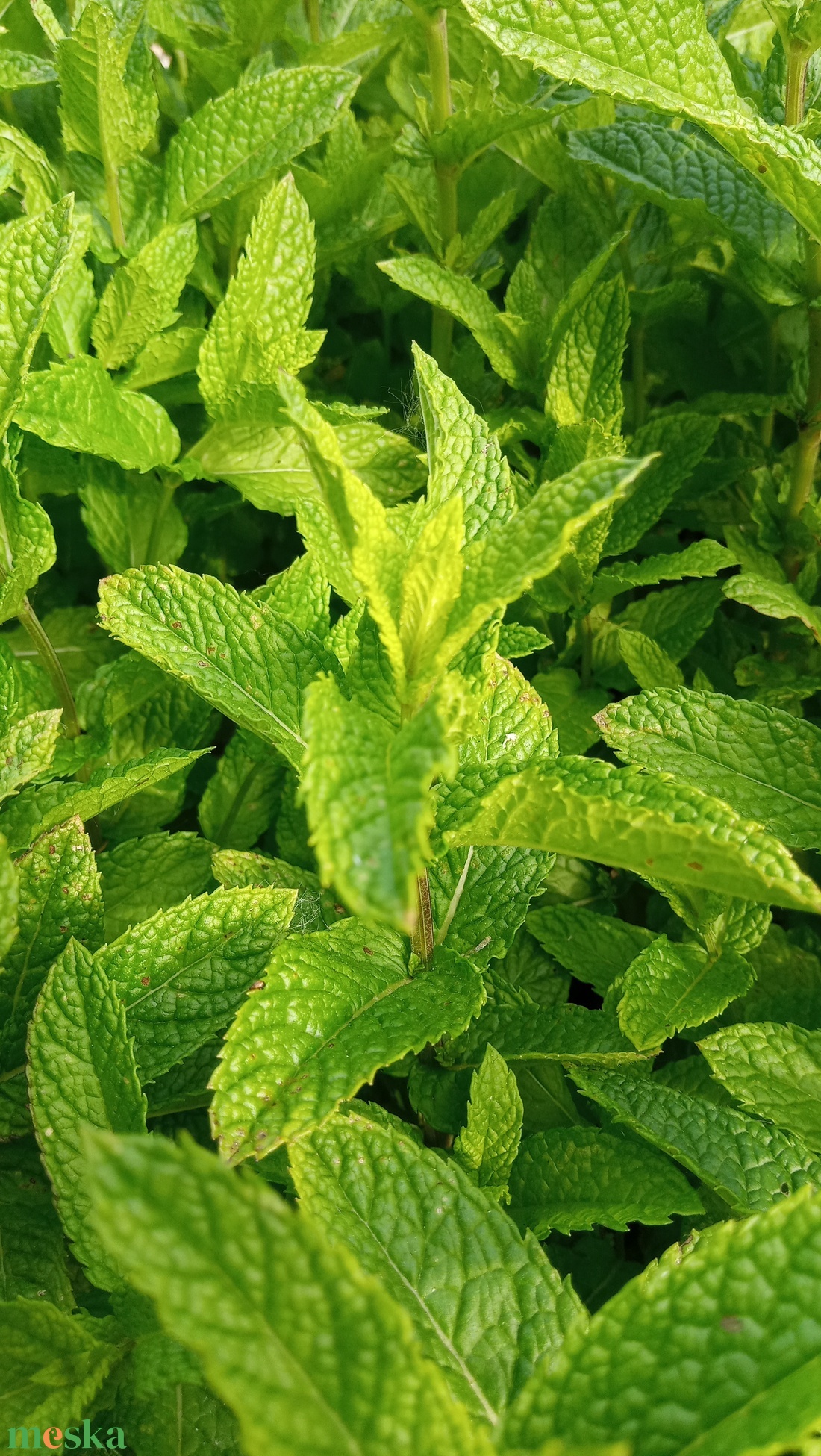 Szárított menta organza tasakban (10 g) - otthon & életmód - gyertya, illat, aroma - illatzsák - Meska.hu