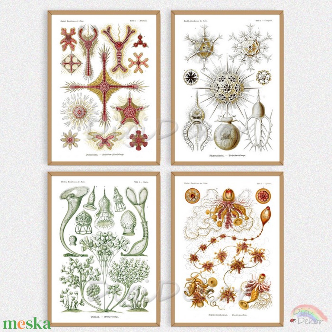 Tengeri élőlények, vintage illusztráció, falikép konyhába, nappaliba, különleges lakásdekoráció, A4-es print, plankton - művészet - grafika & illusztráció - művészi nyomat - Meska.hu Tengeri élőlények, vintage illusztráció, falikép konyhába, nappaliba, különleges lakásdekoráció, A4-es print, plankton - művészet - grafika & illusztráció - művészi nyomat - Meska.hu