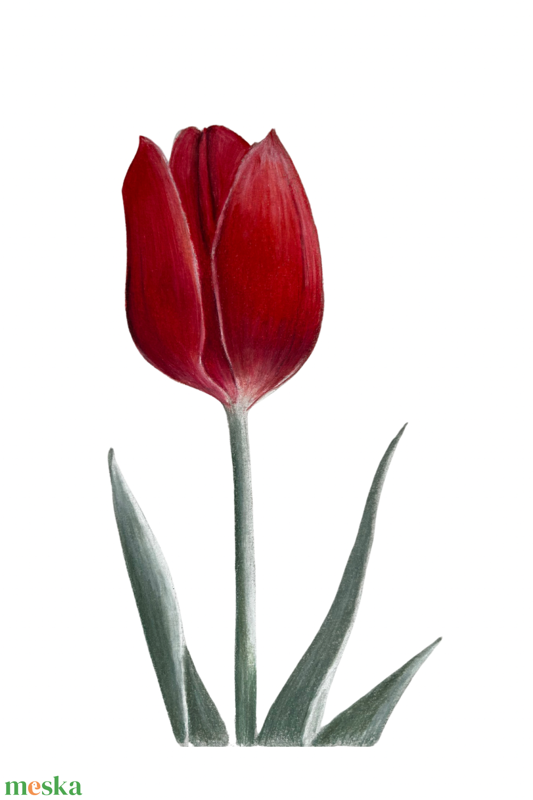  Művészeti nyomat - Piros tulipán - Limitált kiadás - A/4 - művészet - grafika & illusztráció - művészi nyomat - Meska.hu